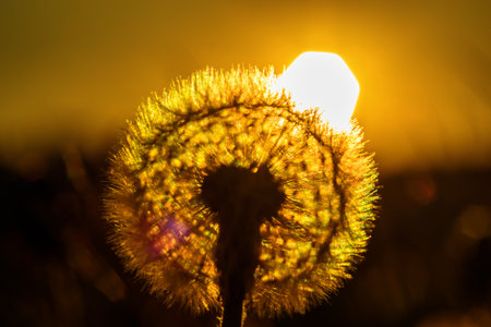 dandelions against the background of the sunの写真素材