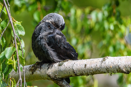 The crow cleanses feathers. It sits on a branch.の写真素材