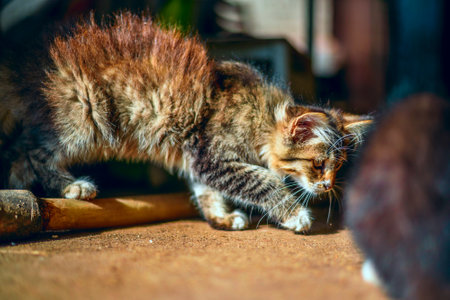 Cute cat playing on the street. Selective focus. Shallow depth of fieldの写真素材