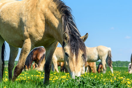 the horse on the field eats dandelionsの写真素材