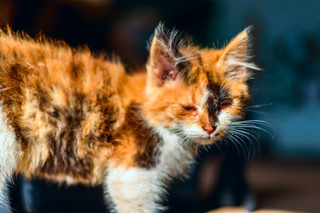 Beautiful multi-colored stray kitten.