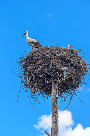stork in the nest against the skyの写真素材