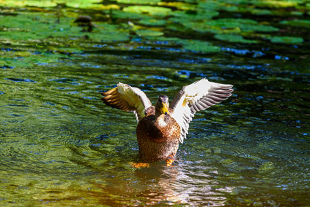 Mallard duck flying in the water with its wings outspreadの写真素材