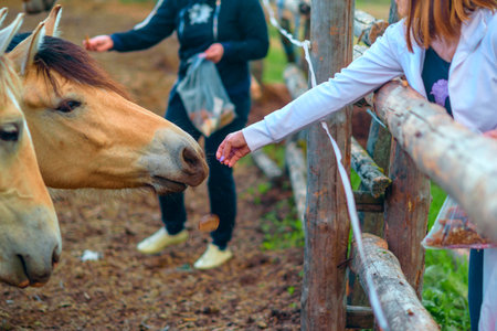 The girl feeds the horse. Close-up.の写真素材