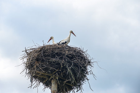 stork in the nest against the skyの写真素材