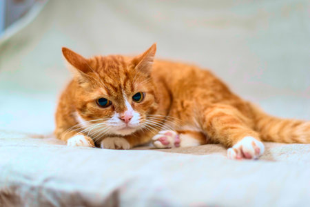 studio portrait of a red catの写真素材