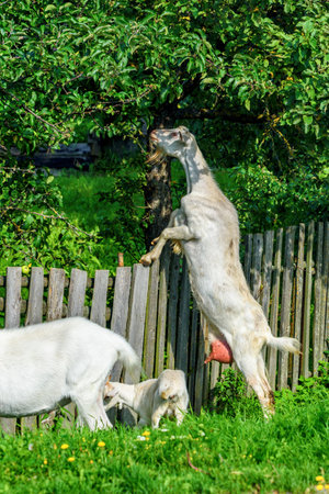 White goats in the green meadow on a sunny summer dayの写真素材