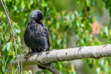 The crow sits on a branch.の写真素材