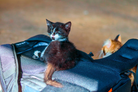 Cute little kitten sitting on the chair in the garden, Thailand.の写真素材