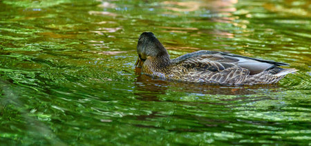 Female mallard duck swimming in a lake with green water. Close-up.の写真素材