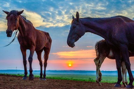 Horses in the meadow at sunset. Beautiful landscape with horsesの写真素材