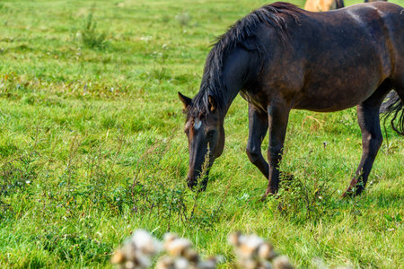 horse grazing on a farm field