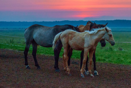 Horses in the field at sunset. Beautiful horses in the fieldの写真素材