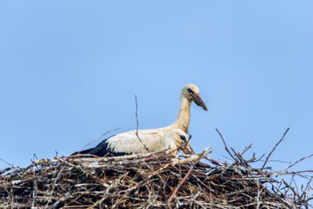 Stork in a nest against the sky.