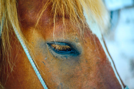 portrait of a horse in a stable close upの写真素材