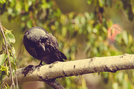 raven standing on one leg on a branch