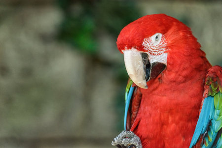 portrait of ara macao close-upの写真素材