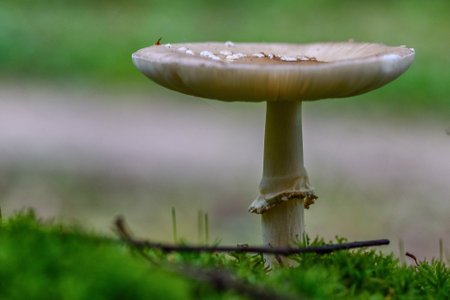 mushroom in the forest macroの写真素材