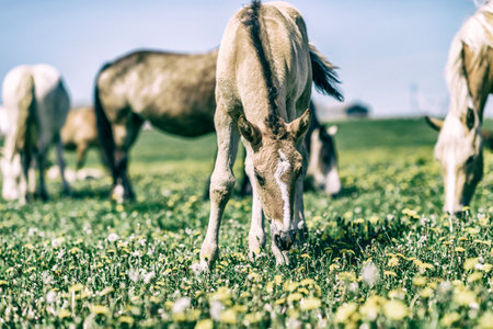 Horses on a field at a farm in summer. Photographed in a High-key.の写真素材