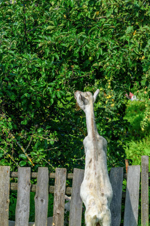 Animal on the farm in summer day. Green background.の写真素材