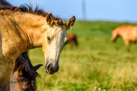 horse grazing on a farm fieldの写真素材