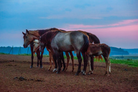 Horses in the meadow at sunset, herd of horses in the fieldの写真素材