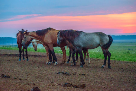 Horses in a field at sunset, Russia, Kaliningrad regionの写真素材