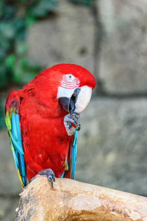 portrait of a parrot in a zooの写真素材