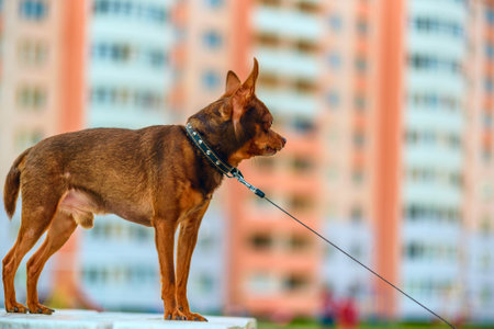Little dog for a walk.