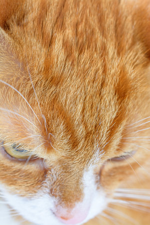 portrait of a ginger cat close upの写真素材