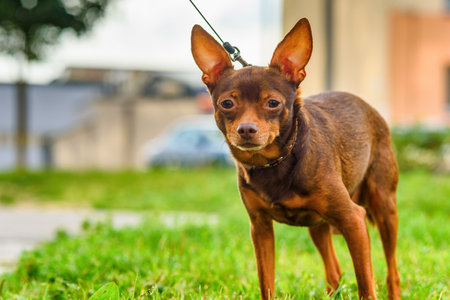 Toy Terrier walks on a leash outdoorsの写真素材