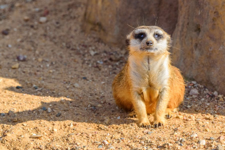 portrait of a small meerkatの写真素材