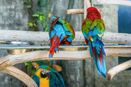 a couple of parrots on a branchの写真素材