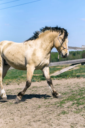 Horse on a field at a farm in summer. Photographed in a High-key.の写真素材
