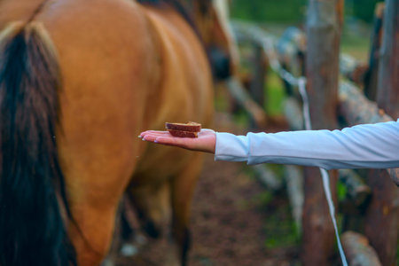 The girl feeds the horse. Close-up.の写真素材