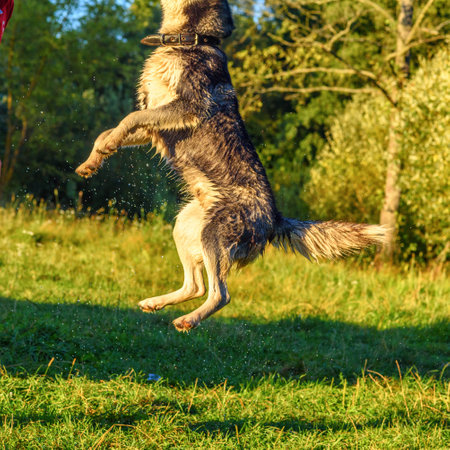Portrait of a Siberian Husky playing on the grass.の写真素材