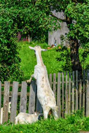 Goat on the farm in summer. Goat in the village.の写真素材