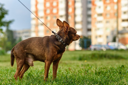 the little dog walks on a leashの写真素材