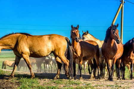 herd of horses on the farmの写真素材