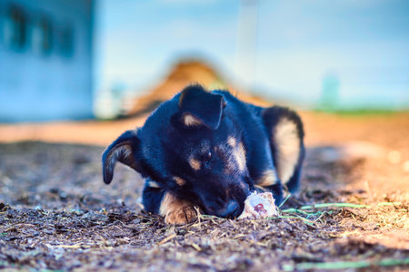 stray dog chewing on a boneの写真素材