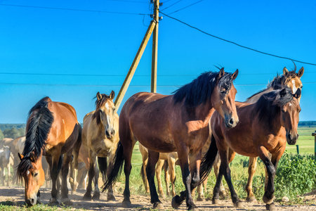 herd of horses on the farm goesの写真素材