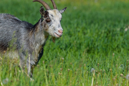 domestic goat grazing in the meadow.の写真素材