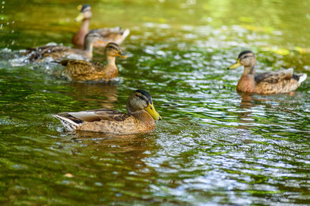 Mallard ducks swimming in a lake. wild mallard duckの写真素材