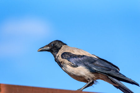 the crow sits on the roofの写真素材