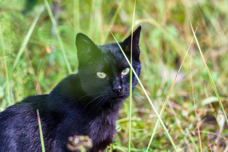 a stray black cat in the grassの写真素材
