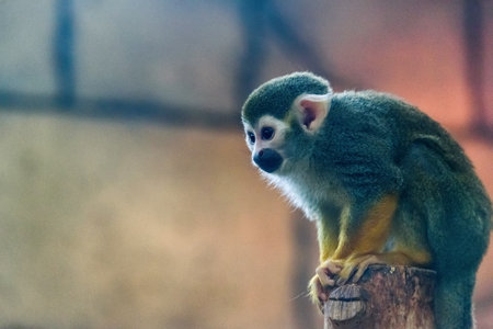 portrait of a monkey at the zoo