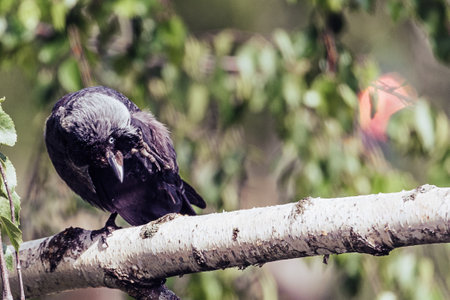 raven standing on one leg on a branch