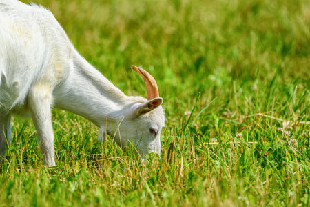 portrait of a goat in a meadowの写真素材