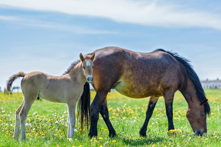Horses graze in a meadow among dandelions.の写真素材