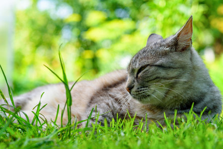 portrait of a gray cat in natureの写真素材